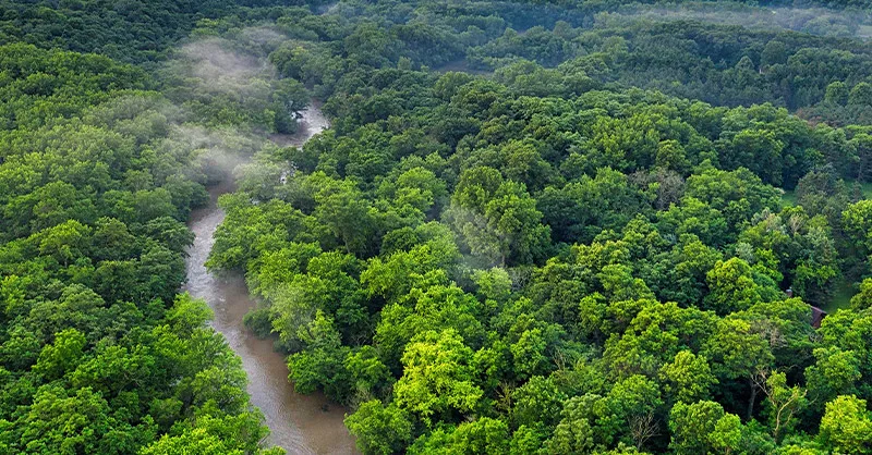 Image, photo représentant fa forêt de l'Amazon, l'Amazonie, le royaume de la jungle.