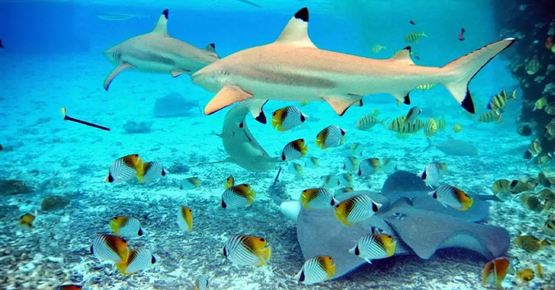 Voyager à Bora Bora : image montrant des animaux marins : raies, poissons tropicaux, requins… Le lagon plein de vie.